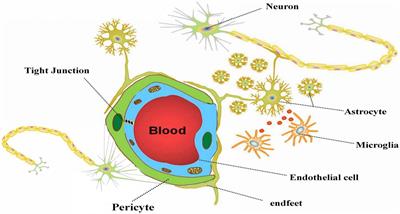 The Important Double-Edged Role of Astrocytes in Neurovascular Unit After Ischemic Stroke